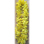 Image de WEARABLES - LEI 6 PACK - YELLOW