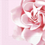 Image de LUNCHEON NAPKIN 3PLY - PINK ROSE