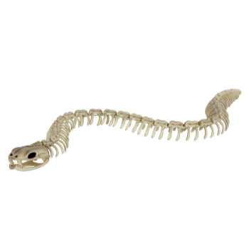 Image de 36" LONG SKELETON SNAKE