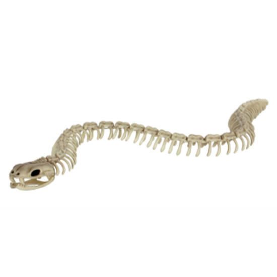Image sur 36" LONG SKELETON SNAKE